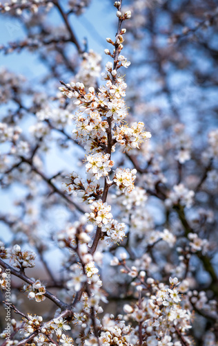 Frühling, Spring und Blüten © Patricia-Photography