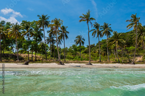 Coconut palm trees at the Bai Sao beach, Phu Quoc island, Vietnam