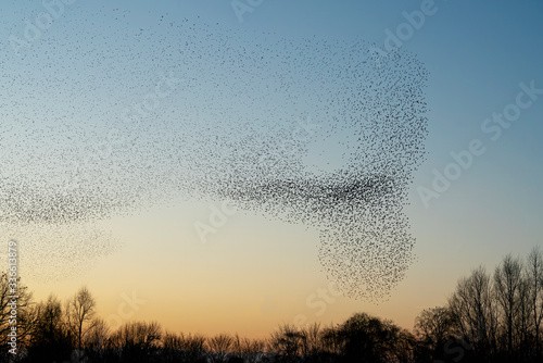 Beautiful large flock of starlings  Sturnus vulgaris   Geldermalsen in the Netherlands. During January and February  hundreds of thousands of starlings gathered in huge clouds.  Silhouettes of birds.