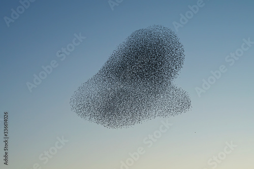 Beautiful large flock of starlings (Sturnus vulgaris), Geldermalsen in the Netherlands. During January and February, hundreds of thousands of starlings gathered in huge clouds. Silhouettes of birds.
