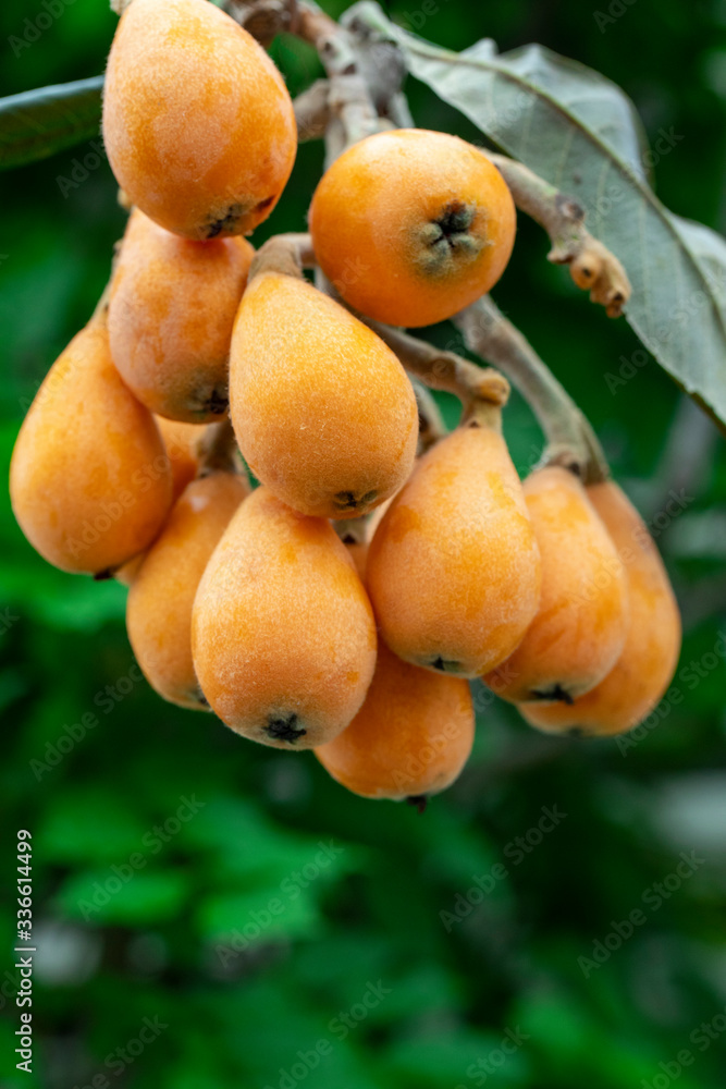 Loquat fruit, named for its shape resembling a lute instrument Loquat fruit, named for its shape resembling a lute instrument