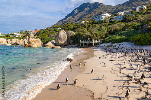 Brillenpinguine am Boulder Beach in Südafrika, Pinguinkolonie in Afrika photo