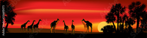 Photography giraffes group near palm trees at red sunset