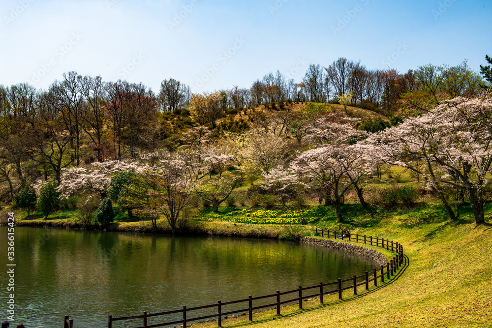志高湖の桜 志高湖の桜