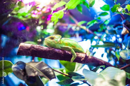 The pensive, funny chameleon