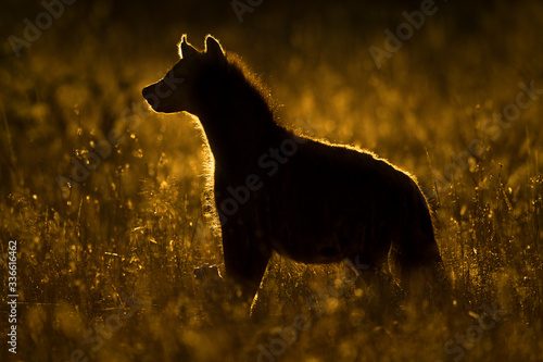 Rimlit spotted hyena faces left in grass photo