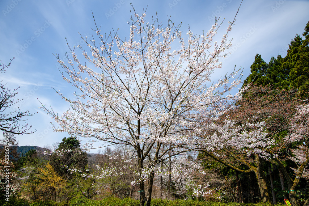 満開！樹木公園のソメイヨシノ