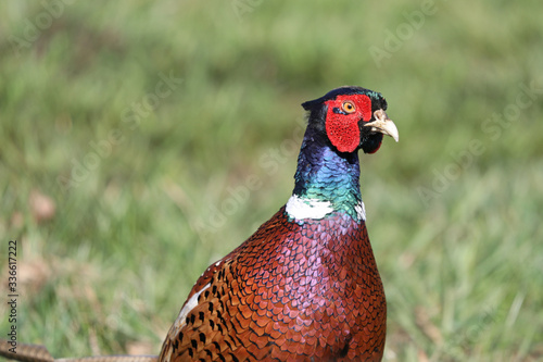 Wallpaper Mural Fasan Torontodigital.ca