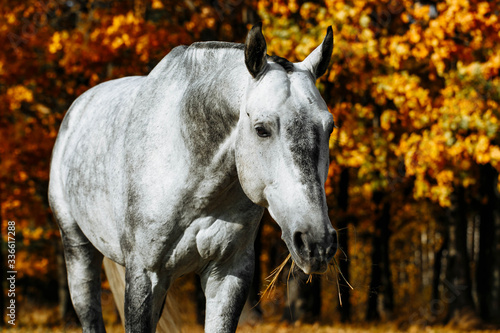 Beautiful gray horse head at autumn nature background with colorful fall foliage