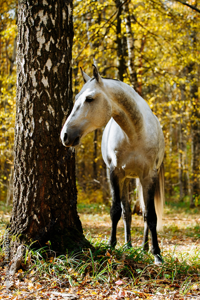 Portrait of white, grey horse stallion in autumn in yellow leaves. 