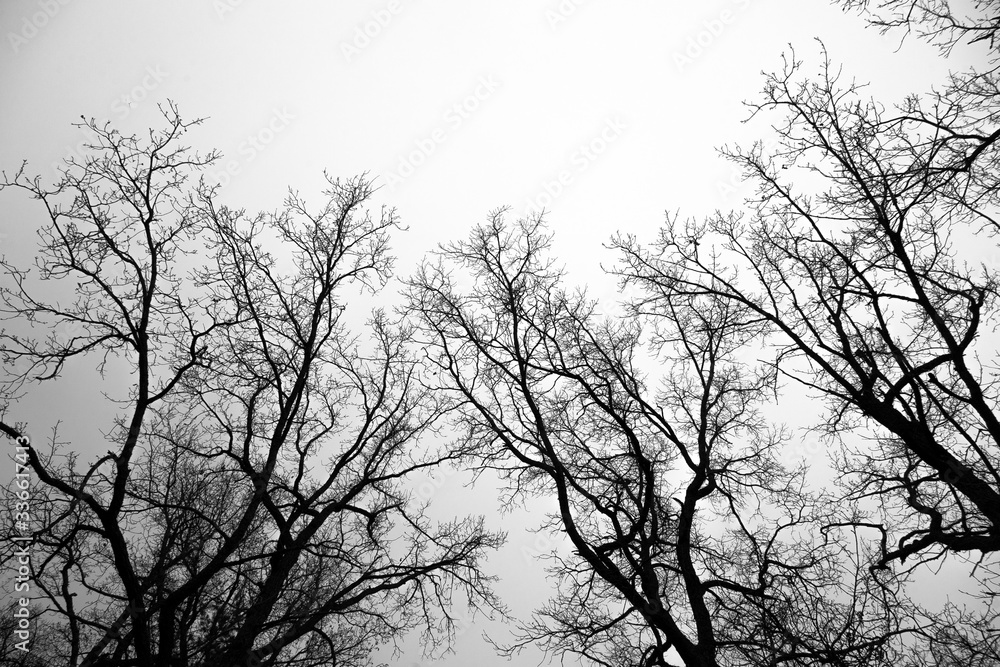 Dark Forest and branches on overcast sky Dark Forest and branches on overcast sky