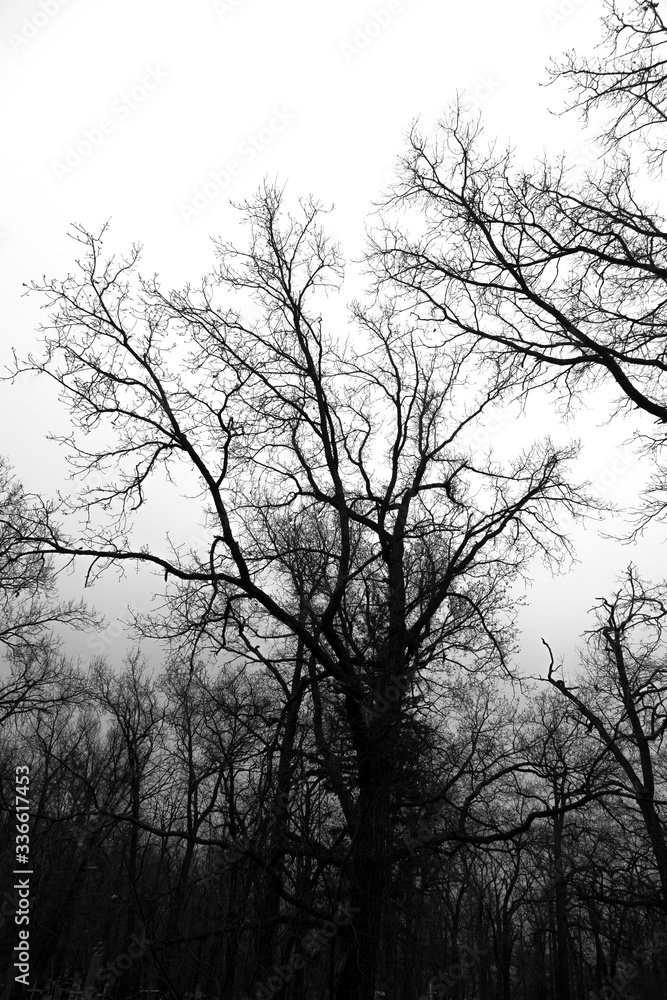 Dark Forest and branches on overcast sky Dark Forest and branches on overcast sky