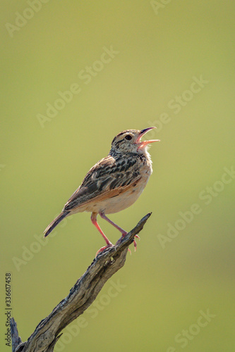 Foto Rufous-naped lark stands calling on dead branch