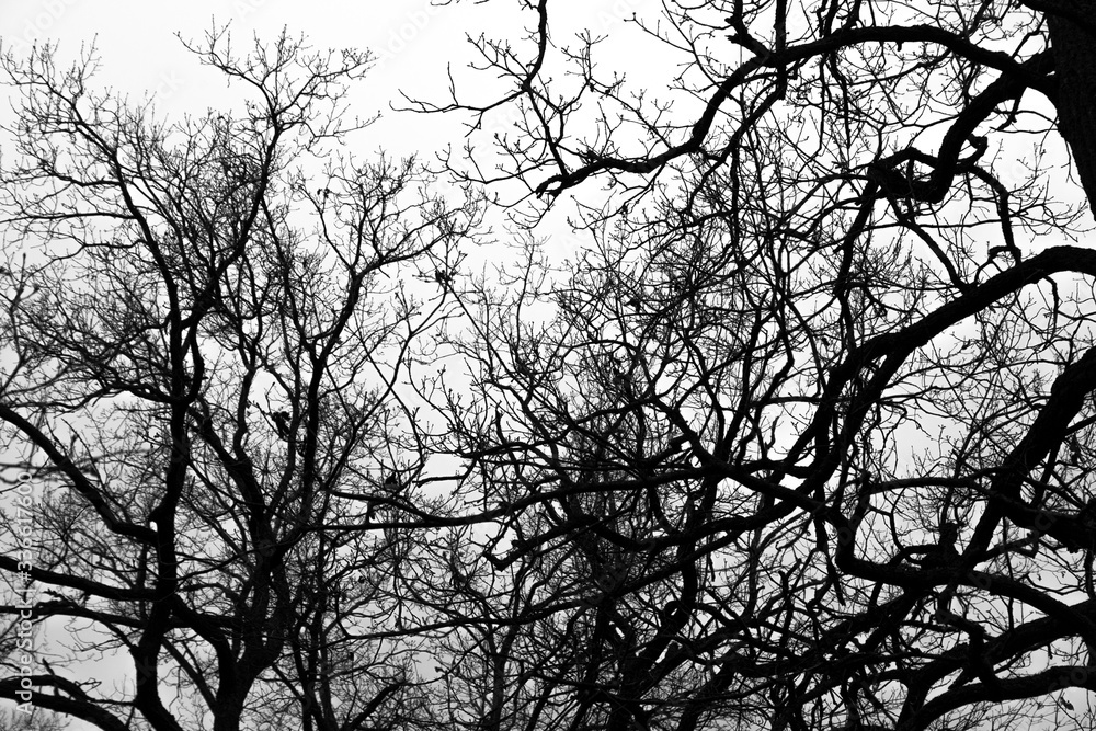 Dark Forest and branches on overcast sky Dark Forest and branches on overcast sky