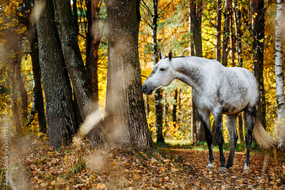 Portrait of white, grey horse stallion in autumn in yellow leaves. 