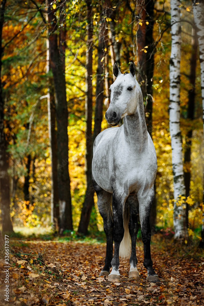 Fototapeta premium Portrait of white, grey horse stallion in autumn in yellow leaves. 