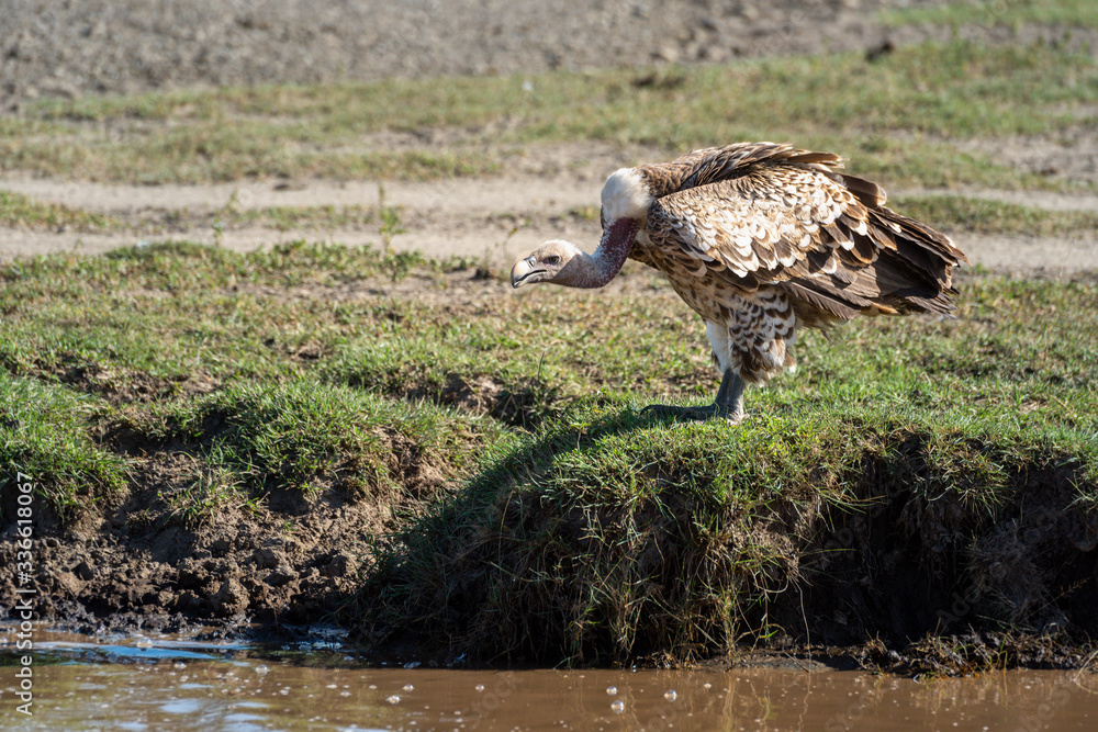 Ruppell griffon vulture stands looking over stream Ruppell griffon vulture stands looking over stream