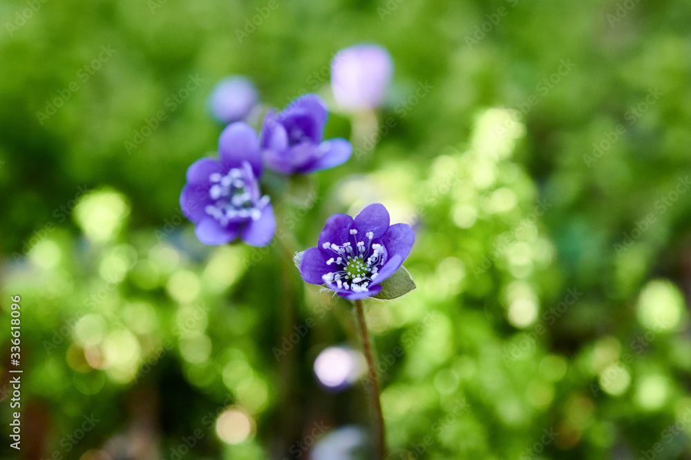 Flowering violets in the forest Flowering violets in the forest