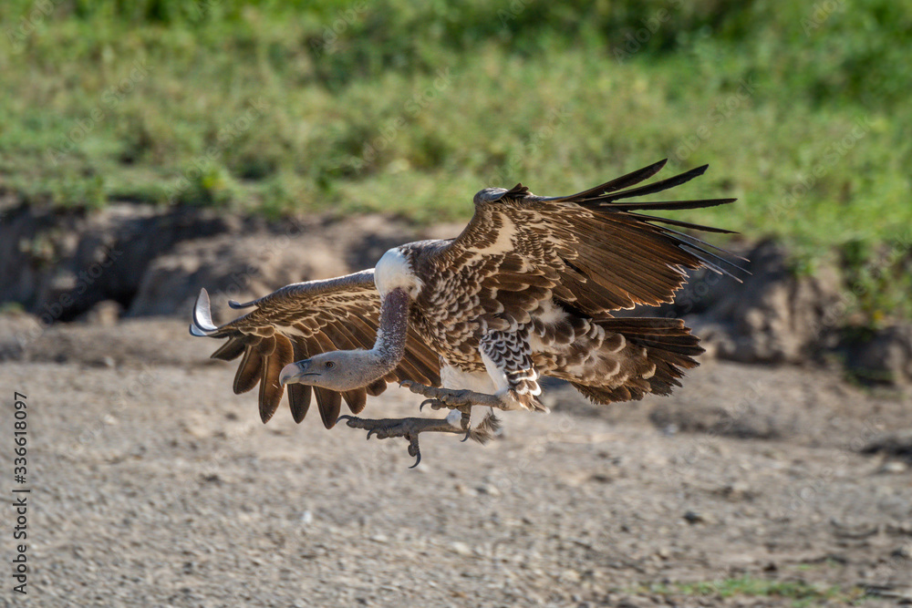 Fototapeta premium Ruppell griffon vulture stretches claws to land
