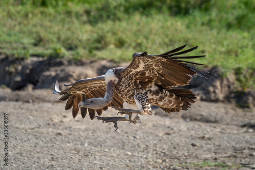 Ruppell griffon vulture stretches claws to land