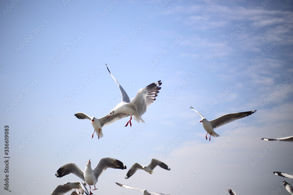 Obraz premium Seagull at Bang Pu, Thailand