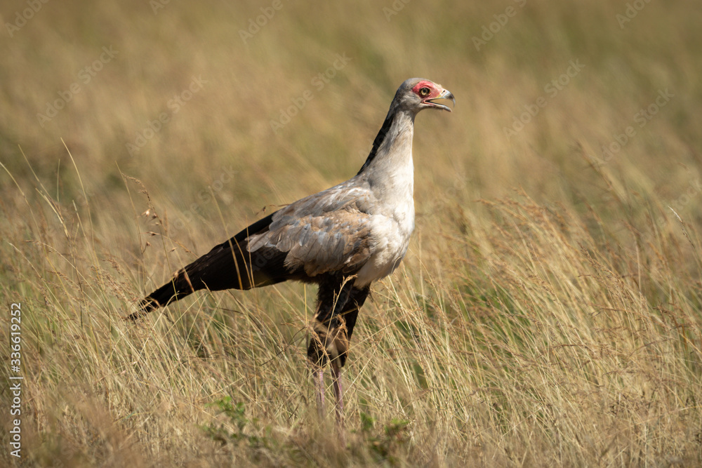 Secretary bird stands in grass facing right Secretary bird stands in grass facing right