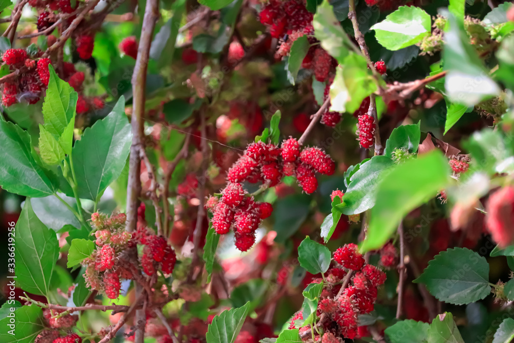 Organic Mulberry fruit tree and green leaves. Black ripe and red unripe mulberries on the branch of tree. Red purple mulberries on tree.selective focus on subject Organic Mulberry fruit tree and green leaves. Black ripe and red unripe mulberries on the branch of tree. Red purple mulberries on tree.selective focus on subject