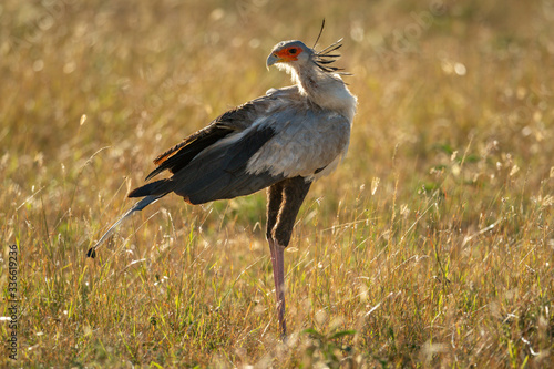 Secretary bird stands backlit in long grass