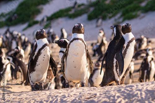 Humboldt-Pinguin (Spheniscus humboldti) in Südafrika 