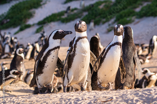 Humboldt-Pinguin (Spheniscus humboldti) in Südafrika 