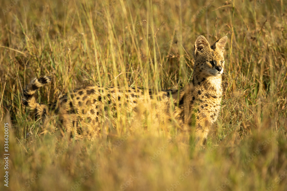 Naklejka premium Serval stands in long grass in sunshine