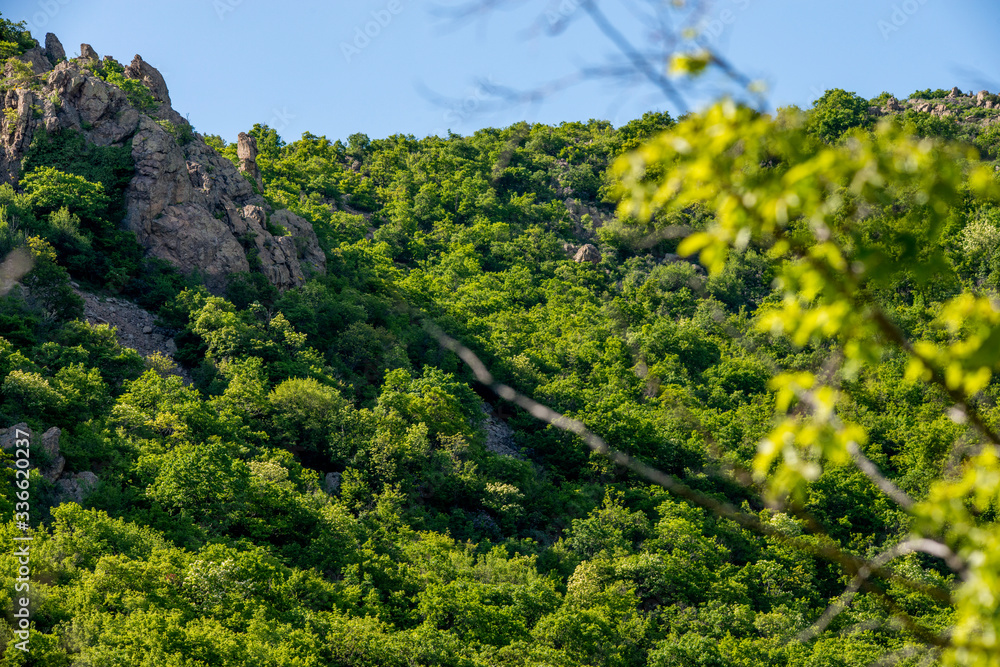 Green and lush mountainside close-up in spring/summer