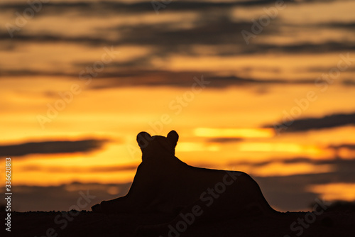Silhouette of lioness on horizon at sunrise