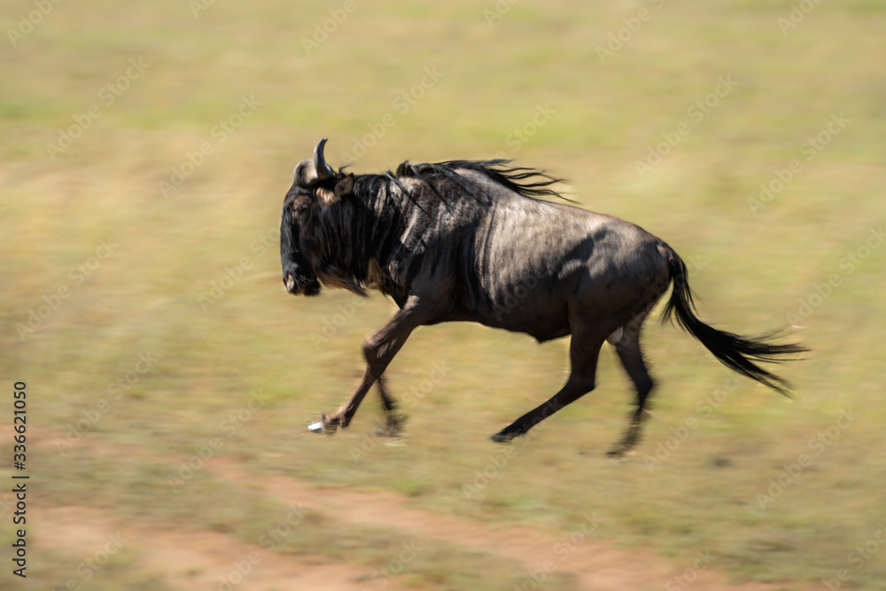 Slow pan of blue wildebeest crossing grassland Slow pan of blue wildebeest crossing grassland