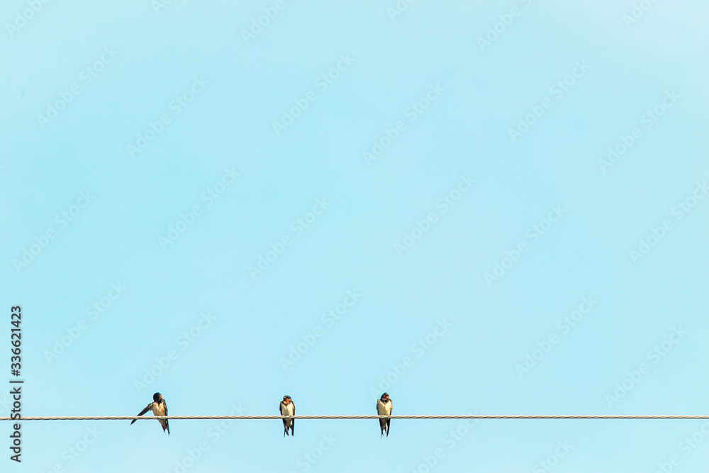 Three little small Birds relax wildlife happy On Electrical Wire over blue sky background
