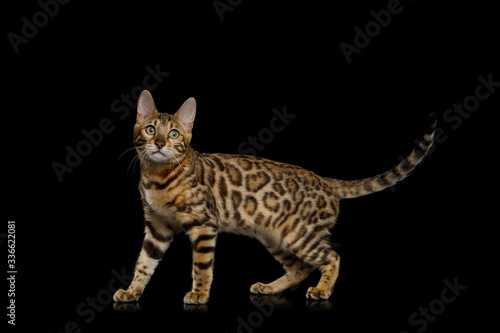 Playful Bengal Cat Walking on Isolated Black Background, side view