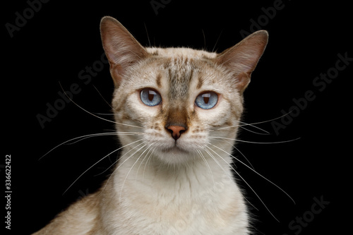 White Bengal Cat with Blue Eyes Stare in Camera on Isolated Black Background, close-up view