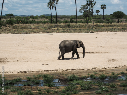 Elephant