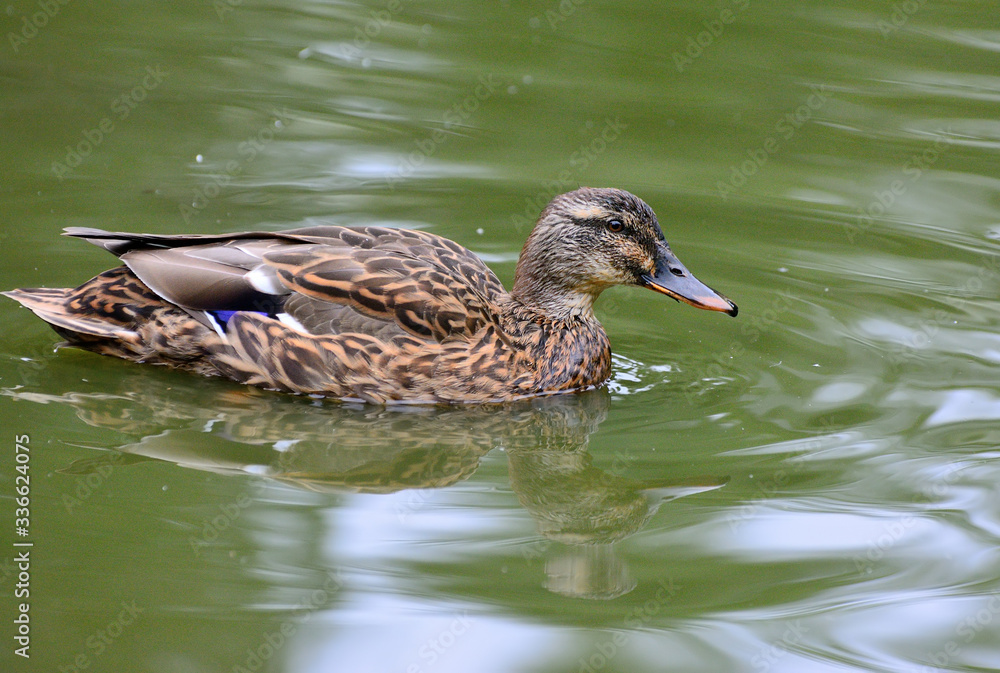 Portrait of a duck with reflection in clean water. Portrait of a duck with reflection in clean water.