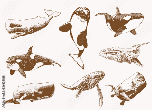 Graphical vintage set of whales,sepia  background, vector sea-food illustration	
