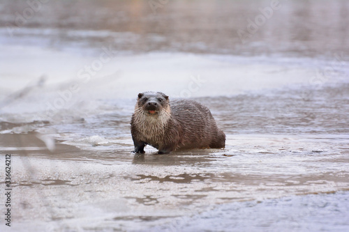Otter (Lontra canadensis) in the wild. Water mammal with wet fur