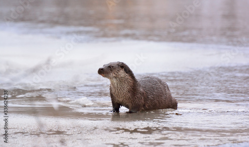 Otter (Lontra canadensis) in the wild. Water mammal with wet fur