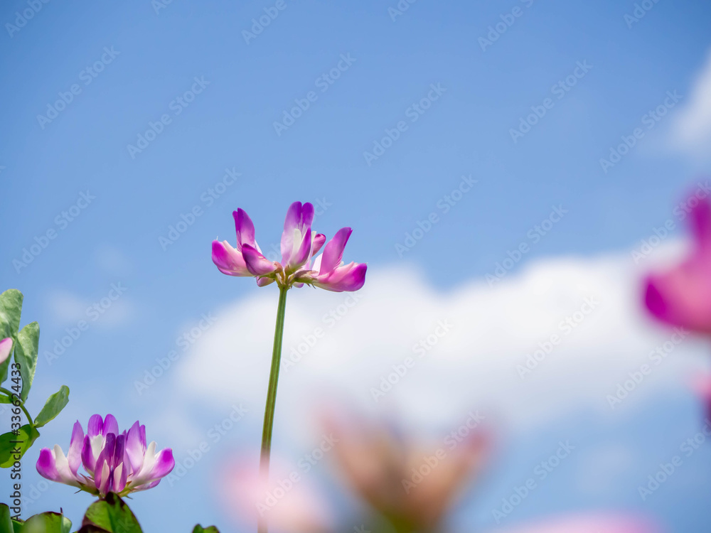 春に野に咲く蓮華の花 Stock Photo Adobe Stock
