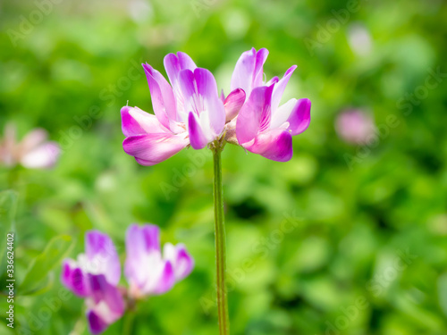 春に野に咲く蓮華の花