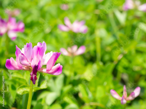 春に野に咲く蓮華の花