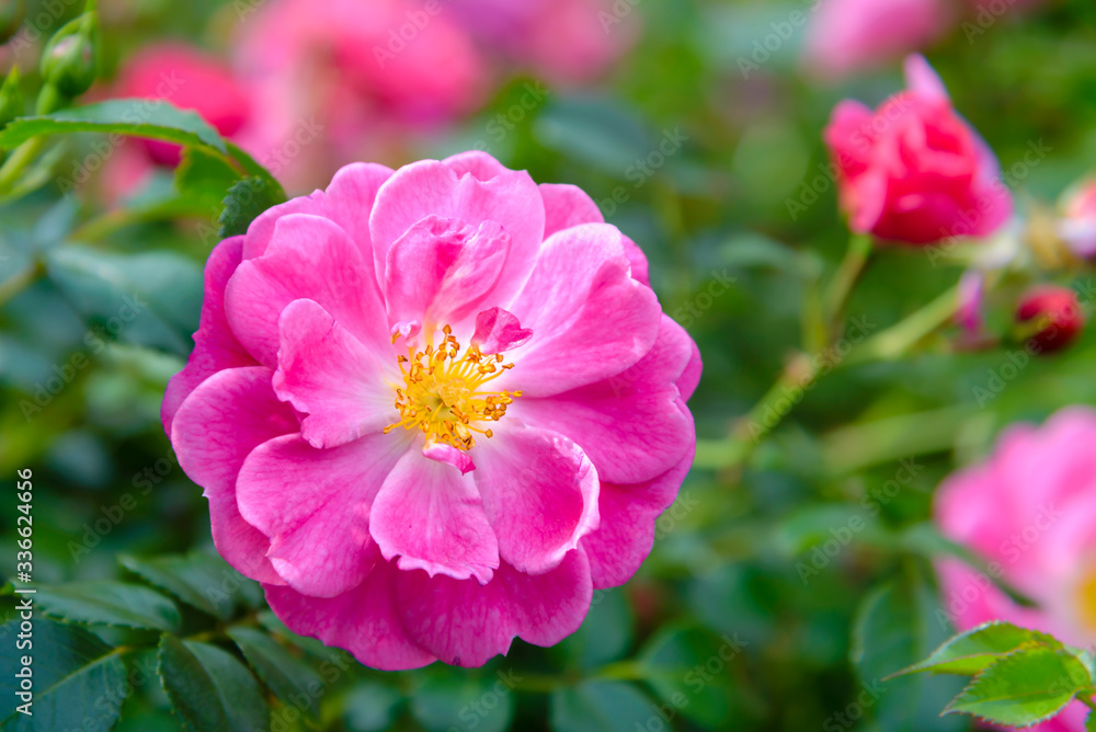 Pink flowers bloomed on dogrose in late spring Pink flowers bloomed on dogrose in late spring