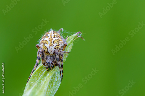 Large female oak spider is knitted against green background