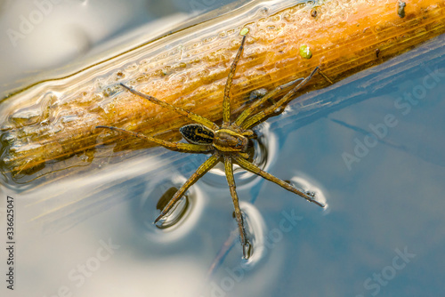 Spider hunter limbic sits on the surface of the water