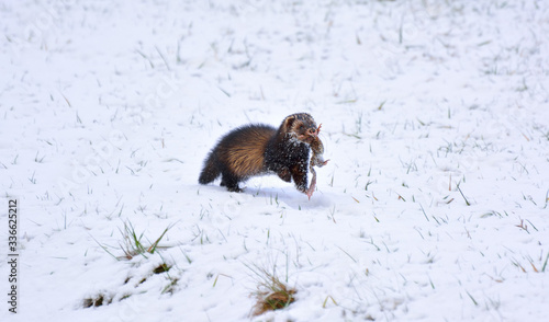 Ferret runs with a frog in his mouth