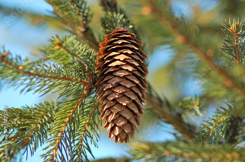 Pine cone spruce in summer weather